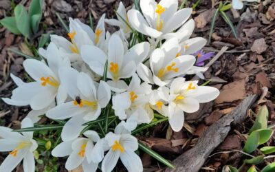 3.a ja 3.b klass osalevad ka sel aastal projektis ,,Tere, Kevad! 2026“